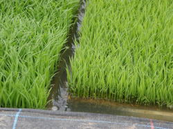 田んぼの苗