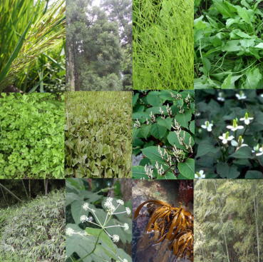 約30種類の野生の植物、海藻など